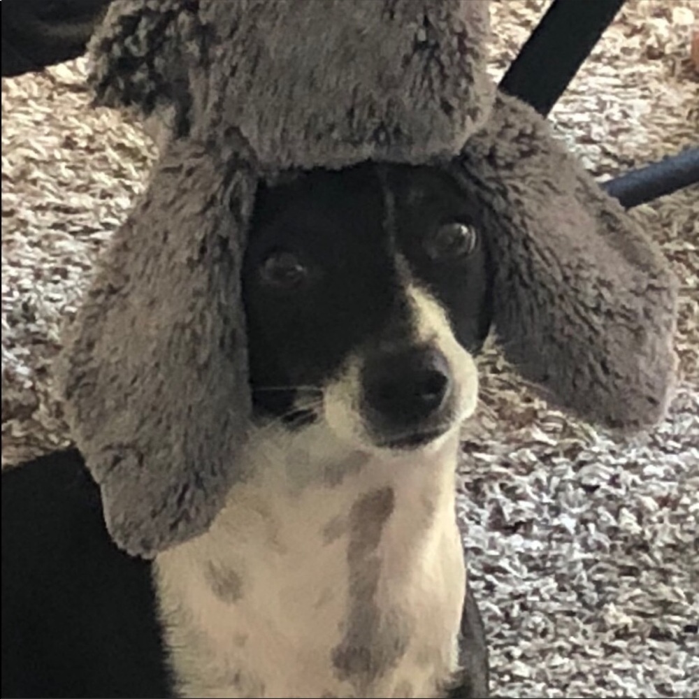 BANDIT - Picture 2 of 2